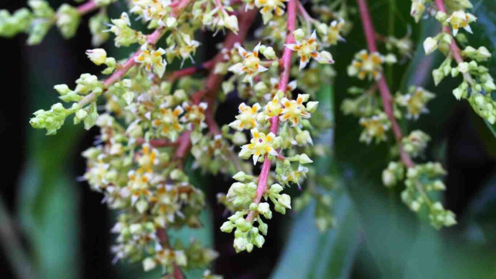 nguyen-nhan-xoai-khong-ra-hoa (1)