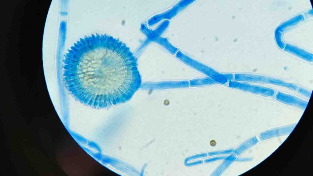 phan-bon-vi-sinh (2)