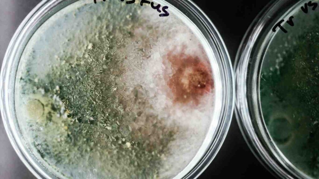 phan-bon-vi-sinh (3)