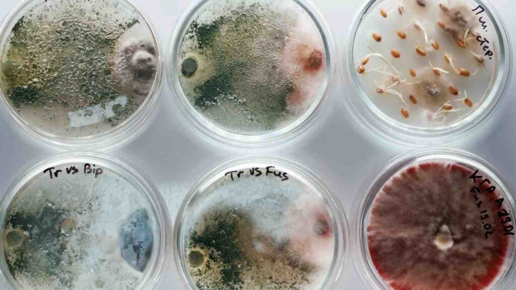 phan-bon-vi-sinh (4)