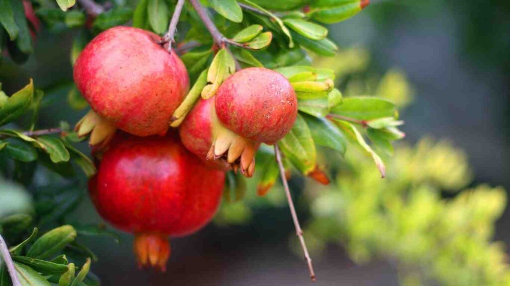 cach-cham-soc-cay-luu