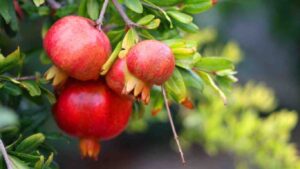 cach-cham-soc-cay-luu