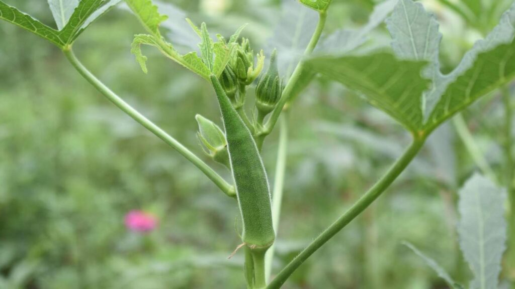 cach-trong-cay-dau-bap (3)