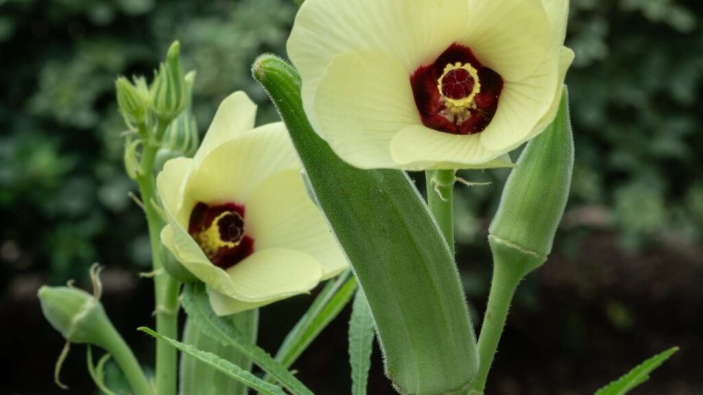 cach-trong-cay-dau-bap (4)