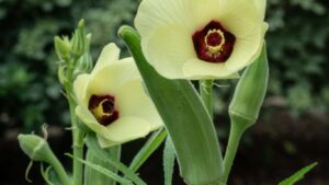 cach-trong-cay-dau-bap (4)