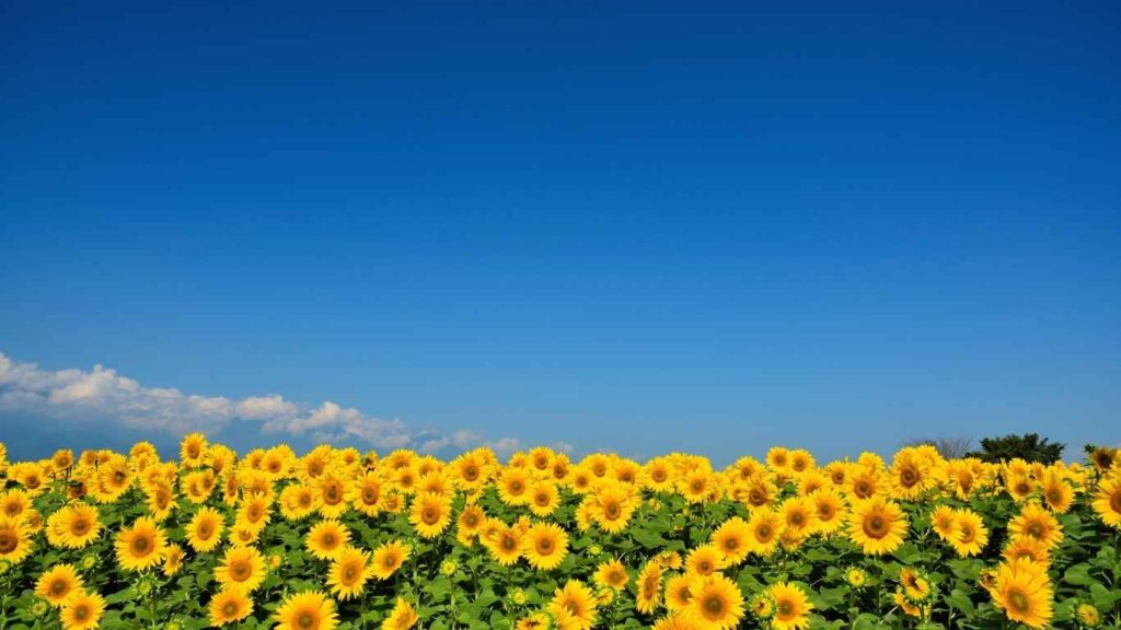 cach-trong-hoa-huong-duong (1)