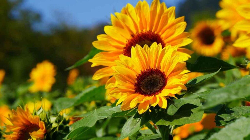 cach-trong-hoa-huong-duong (2)