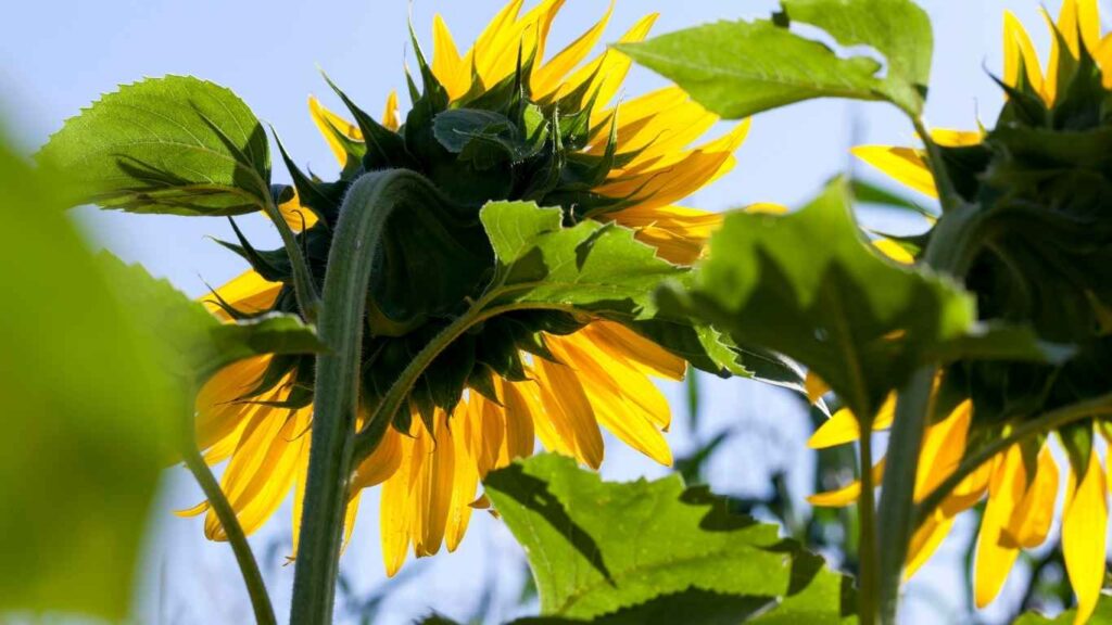 cach-trong-hoa-huong-duong (3)