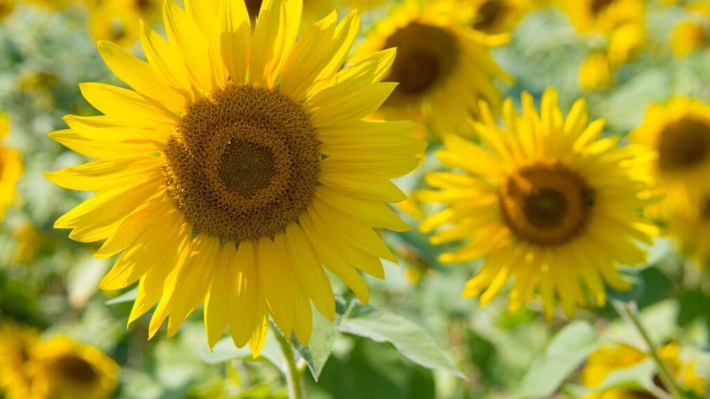 cach-trong-hoa-huong-duong (4)