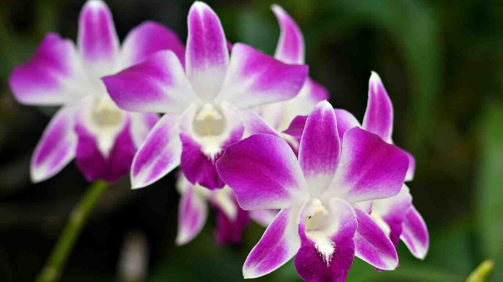 cach-trong-hoa-lan (2)