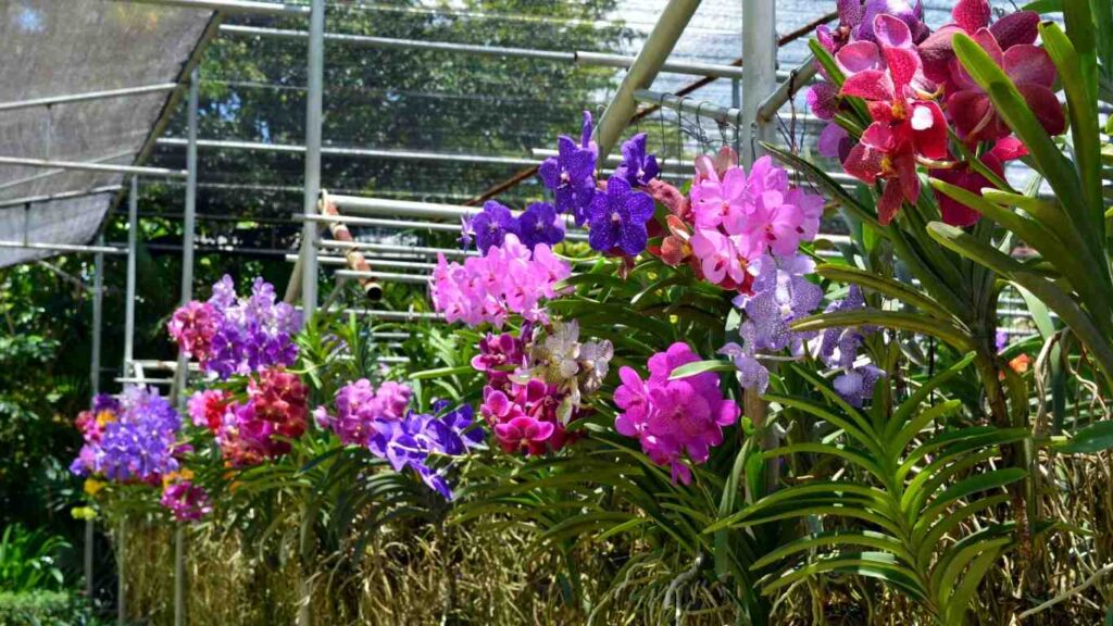 cach-trong-hoa-lan (4)