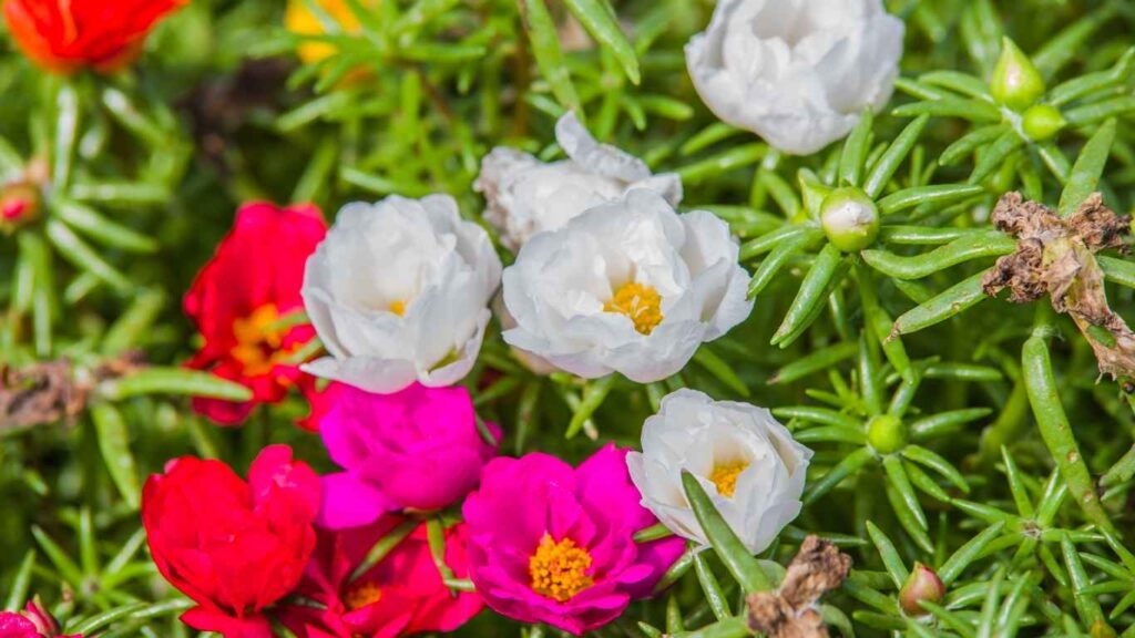 cach-trong-hoa- muoi-gio (1)