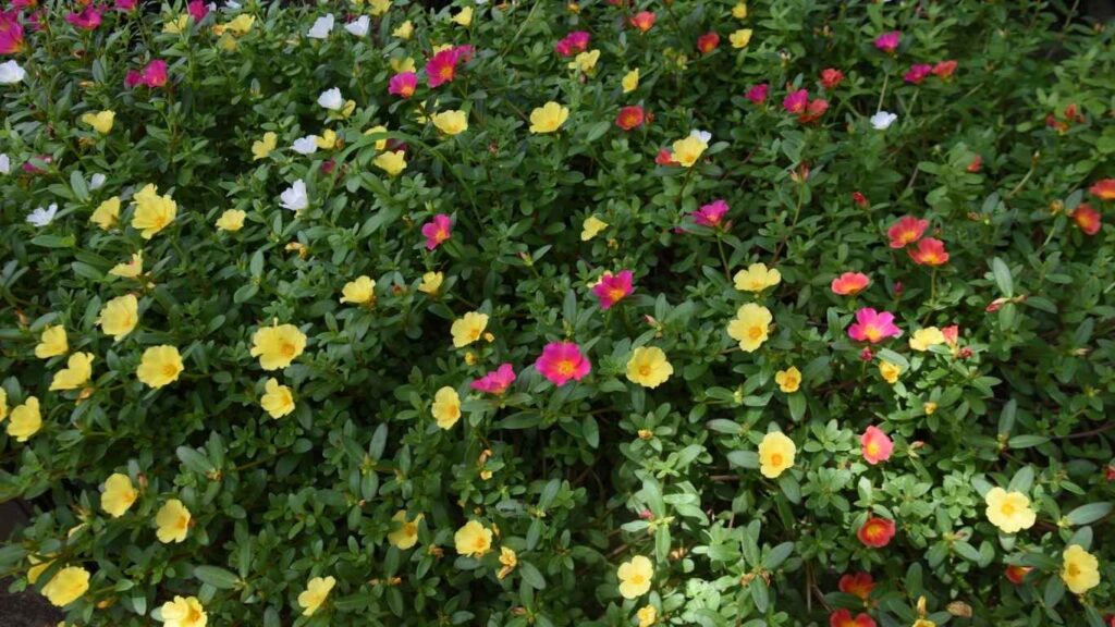 cach-trong-hoa- muoi-gio