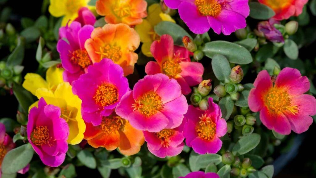 cach-trong-hoa- muoi-gio (2)