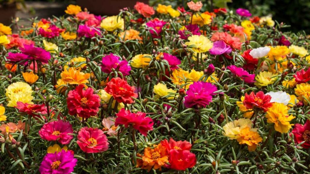 cach-trong-hoa- muoi-gio (3)