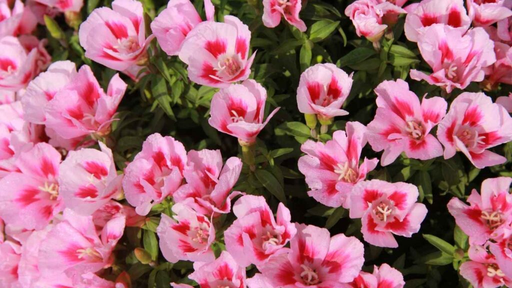 cach-trong-hoa- muoi-gio (4)