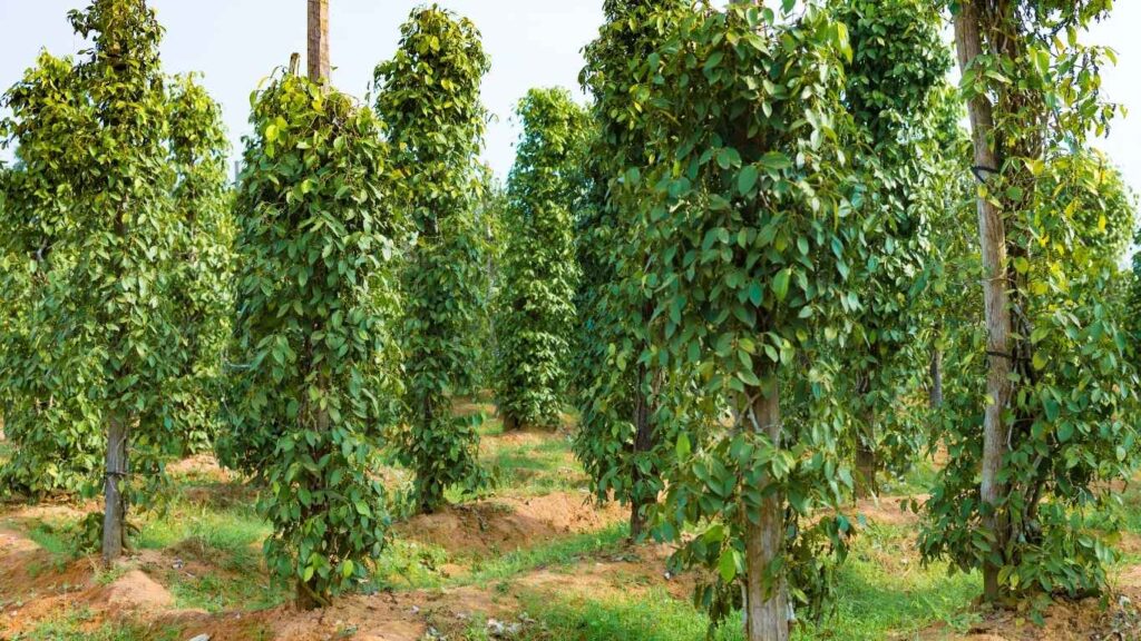 khoang-cach-trong-ho-tieu (1)