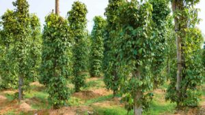 khoang-cach-trong-ho-tieu (1)