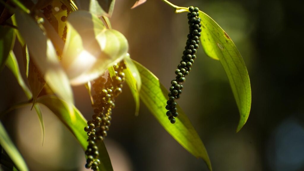 khoang-cach-trong-ho-tieu