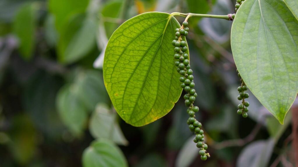 khoang-cach-trong-ho-tieu (3)