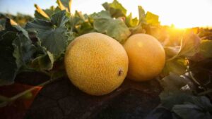 ky-thuat-trong-dua-luoi (3)