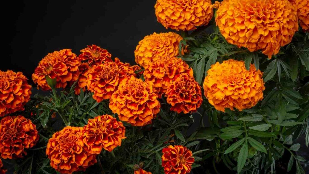 trong-hoa-van-tho (1)