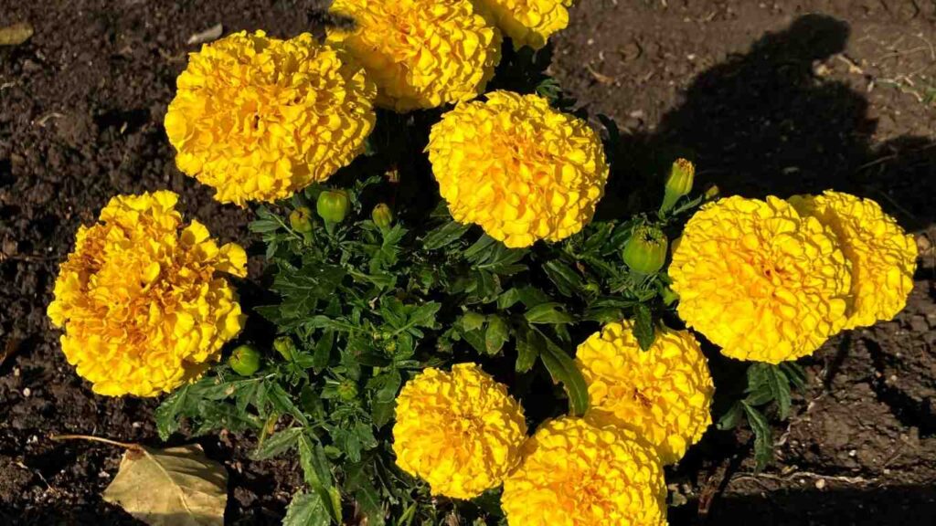 trong-hoa-van-tho (3)