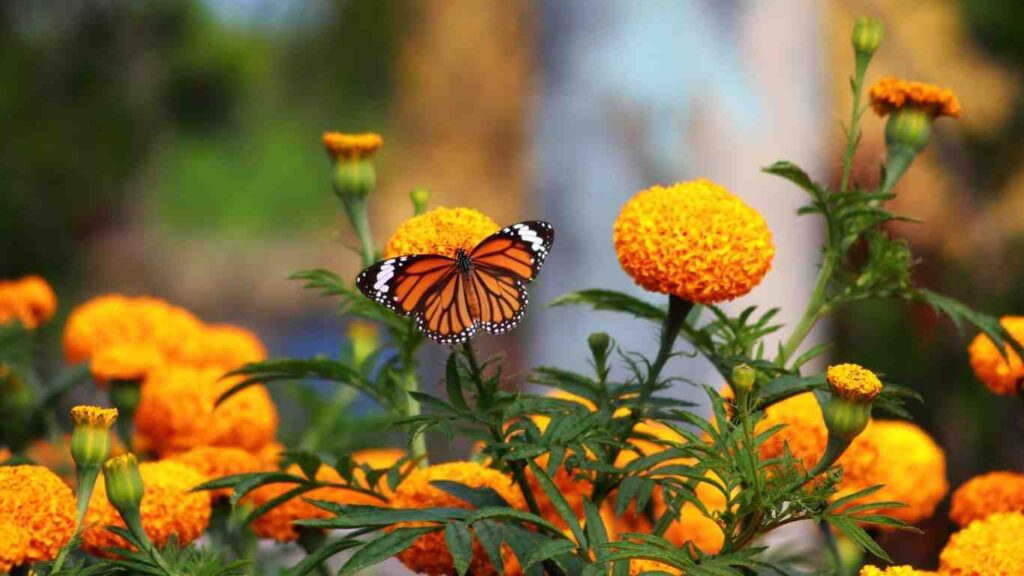 trong-hoa-van-tho (4)