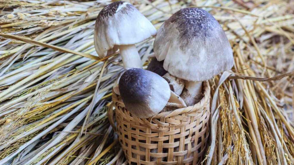 cach-trong-nam-rom-de-dang