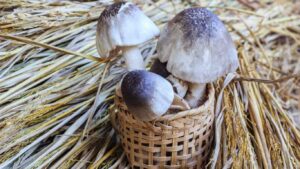 cach-trong-nam-rom-de-dang