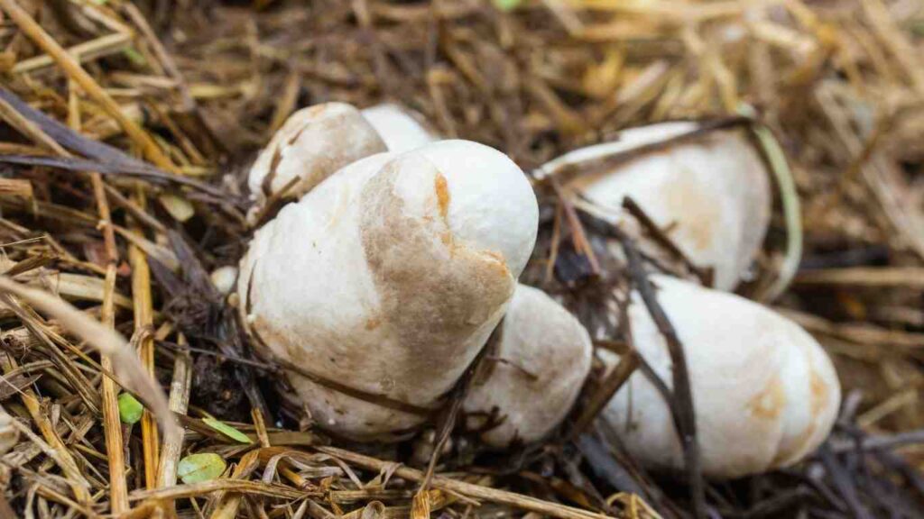 cach-trong-nam-rom-tai-nha