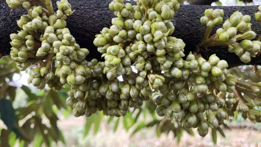 kich-mam-hoa-sau-rieng (1)