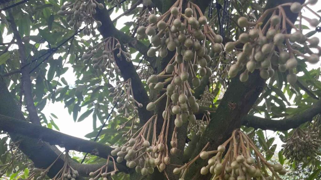 kich-mam-hoa-sau-rieng