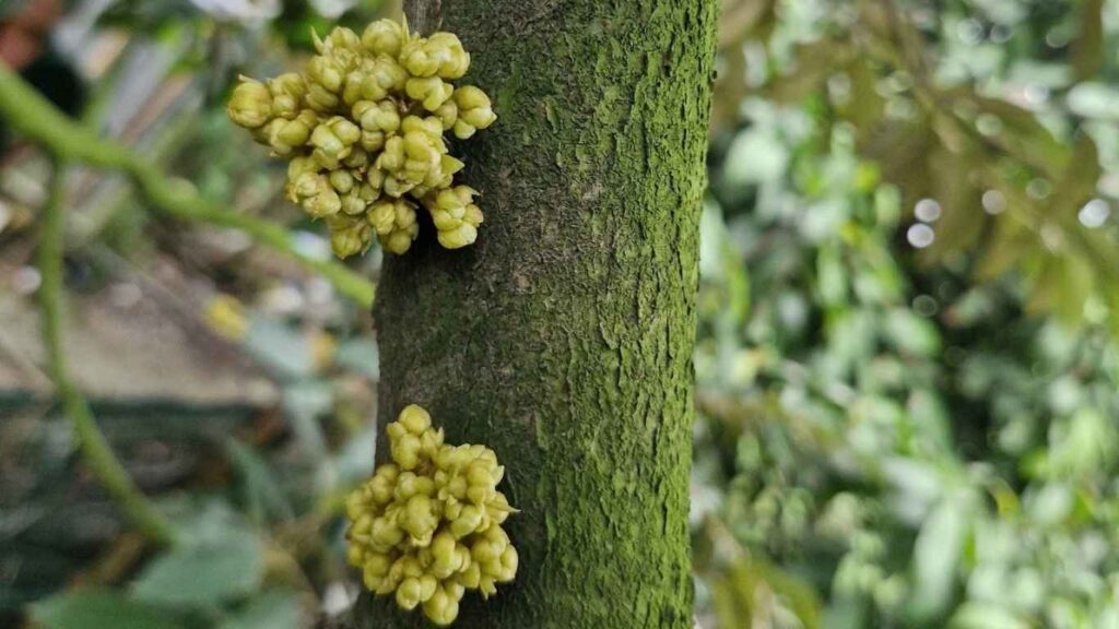 mat-cua-sau-rieng (2)