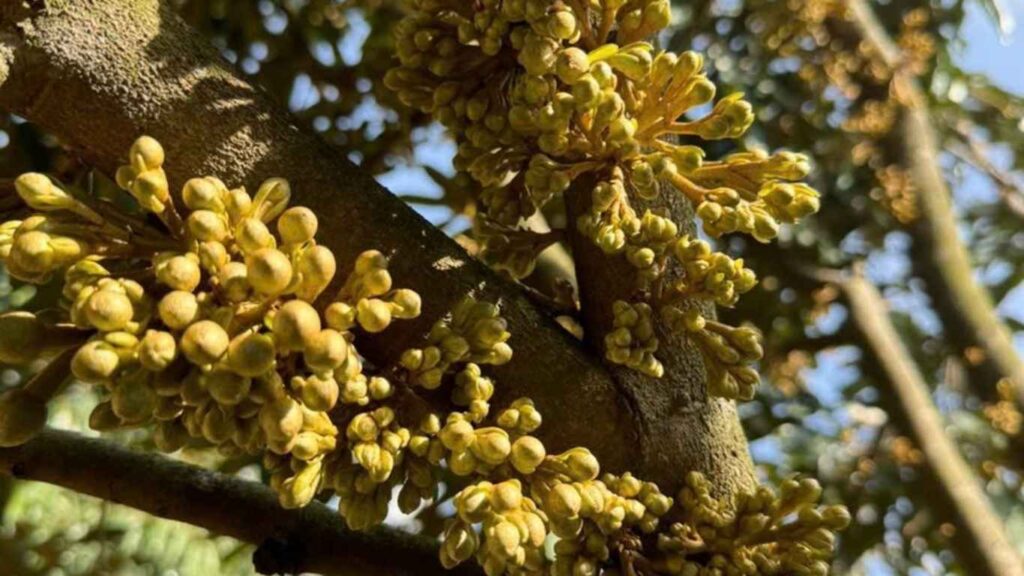 mat-cua-sau-rieng (3)