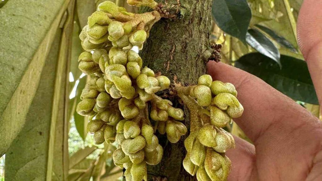 mat-cua-sau-rieng (4)