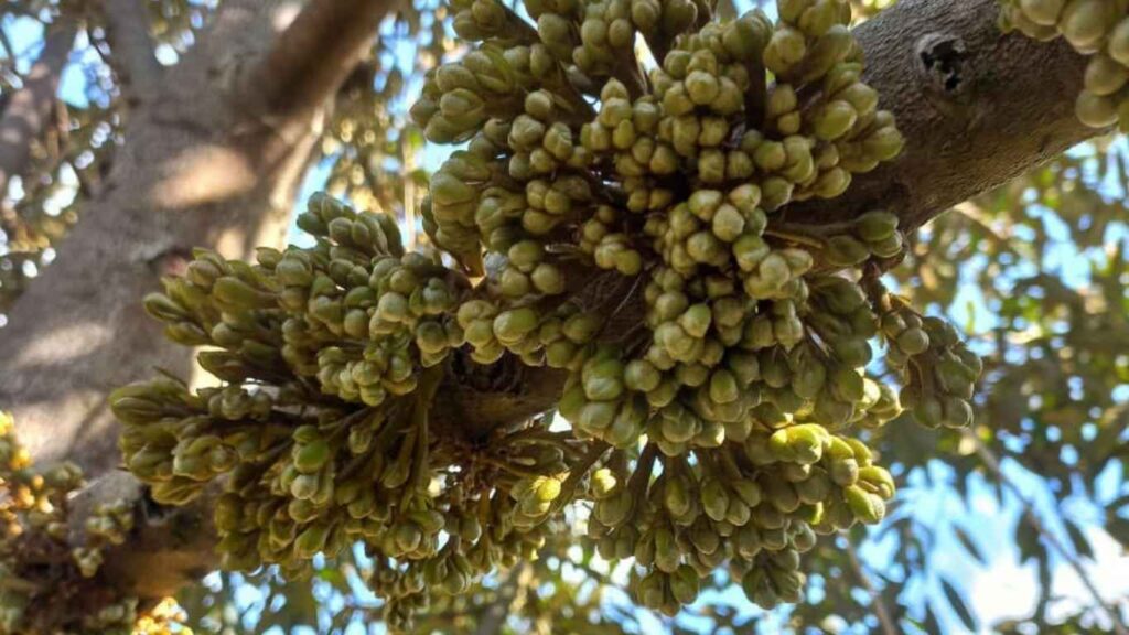 mat-cua-sau-rieng (5)