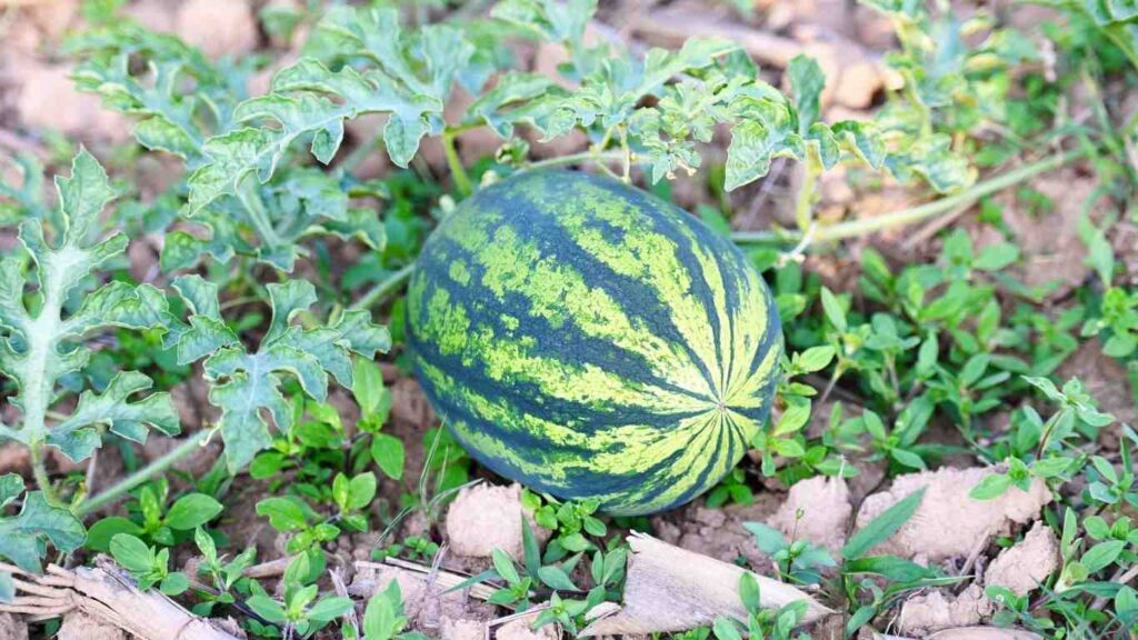 trong-dua-hau-ngoai-ruong