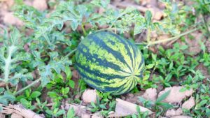 trong-dua-hau-ngoai-ruong