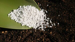 vai-tro-cua-phan-bon (1)