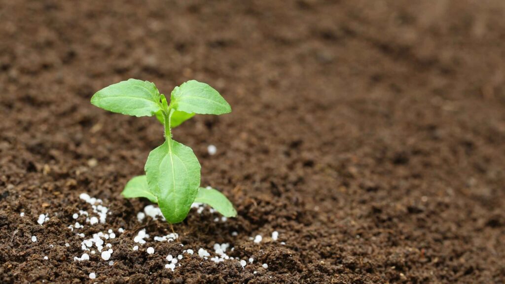 vai-tro-cua-phan-bon (2)