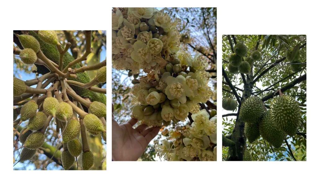 vai-tro-cua-phan-bon-haifa-israel