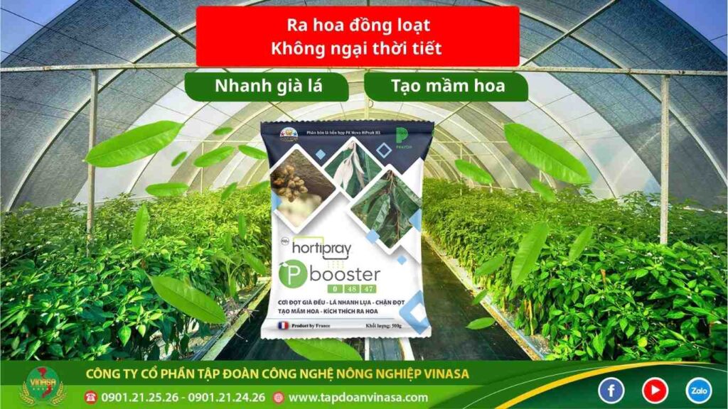 Kích Ra Hoa P-bootster 0 - 48 - 47