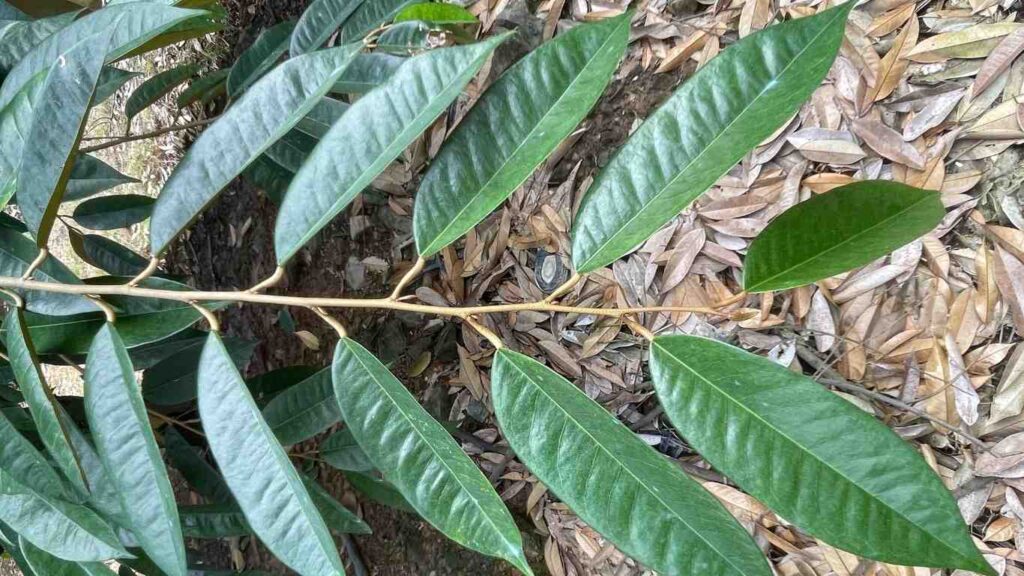 cach-lam-gia-la-sau-rieng (1)