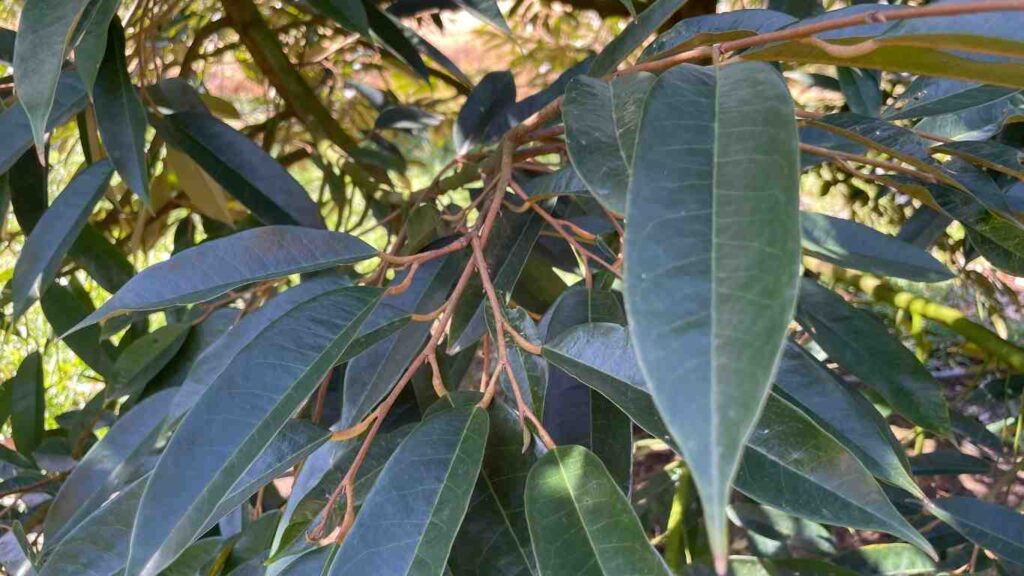 cach-lam-gia-la-sau-rieng