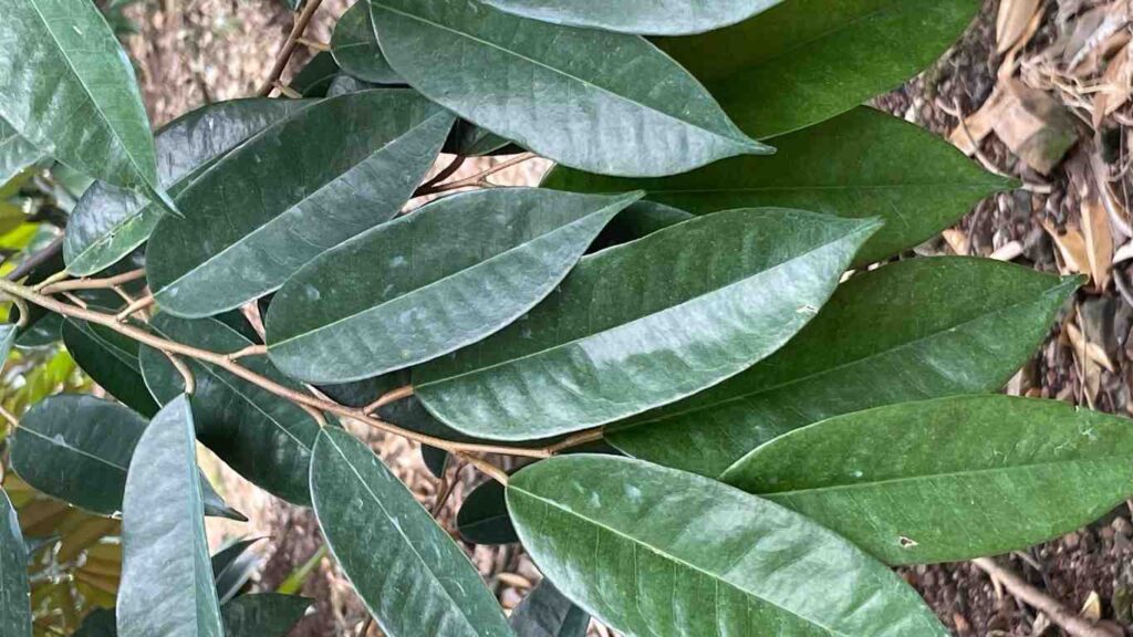 gia-la-sau-rieng (2)