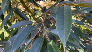 cach-lam-gia-la-sau-rieng