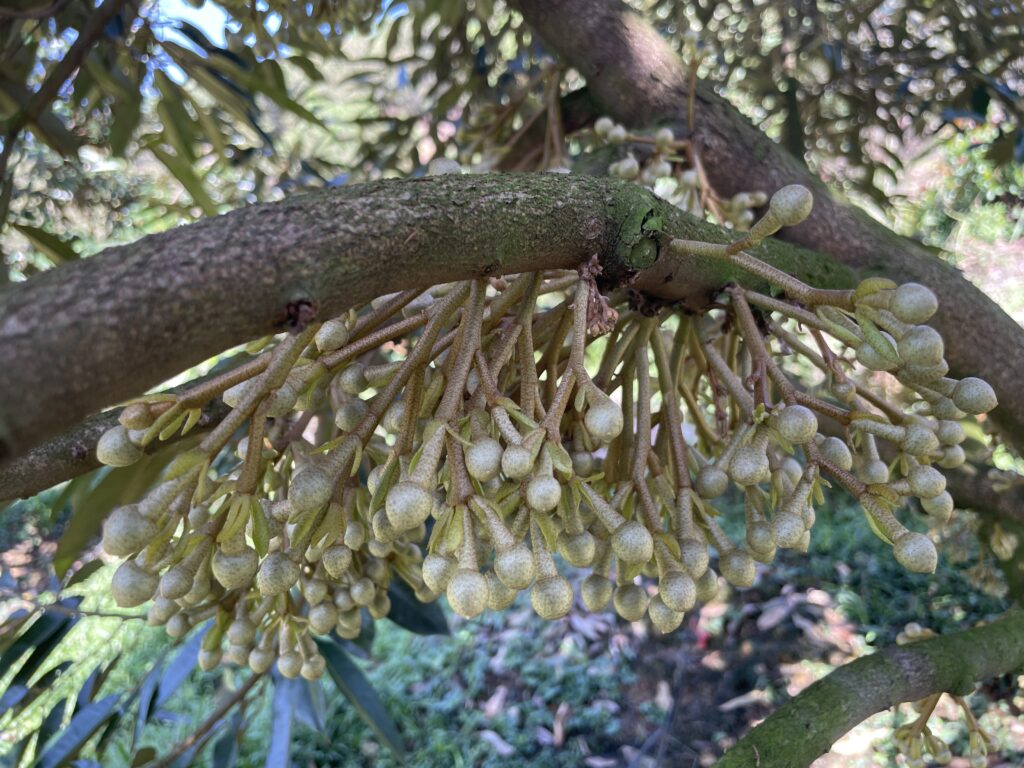 kich-ra-hoa-10-60-10