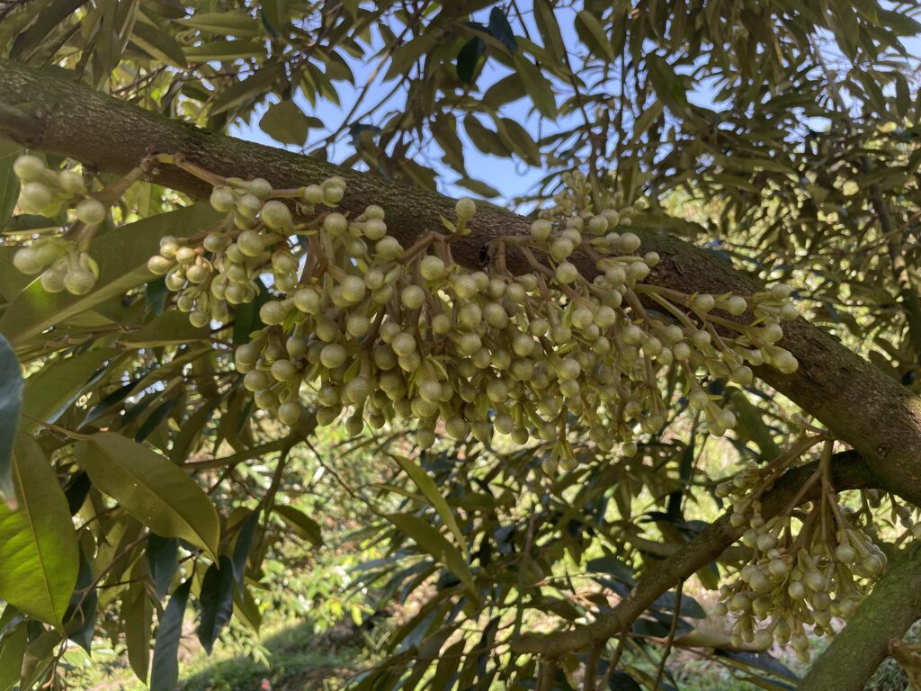 kich-ra-hoa-10-60-10 (2)