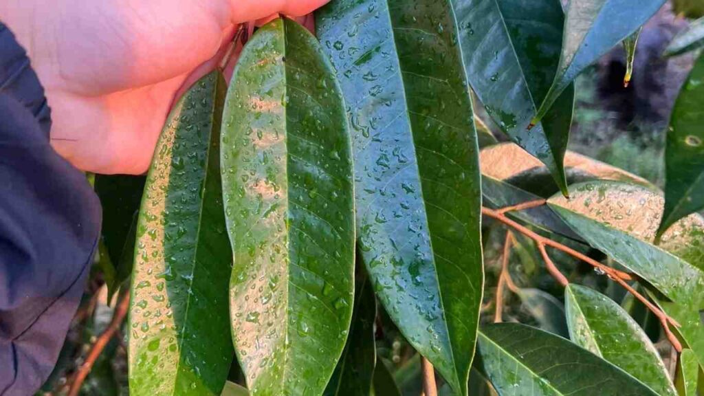 la-sau-rieng-xanh (2)